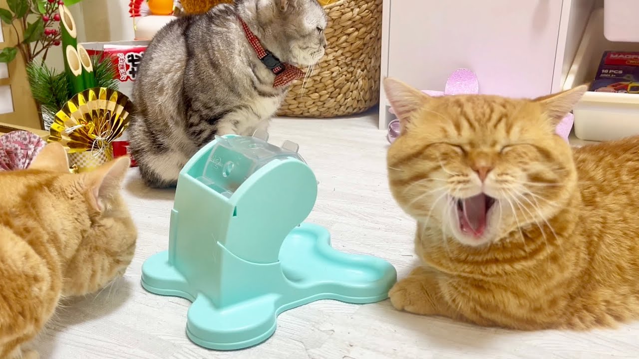 ねこもふファミリーとお正月のガラガラ抽選会！ #猫 #マンチカン