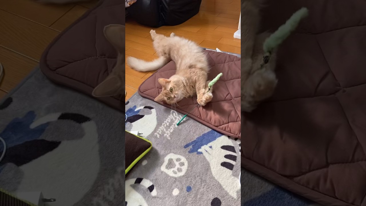 ちょっと1人遊び#shorts #猫 #ソマリ