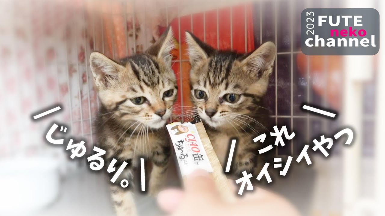 おやつが美味しすぎて前進してしまう子猫｜美味しいペロペロ音入り【保護子猫】