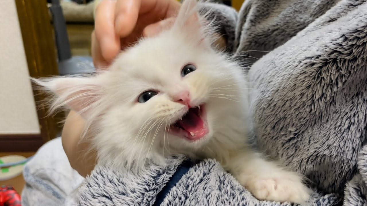 抱っこされて鳴き叫ぶ子猫  Kitten crying while being held