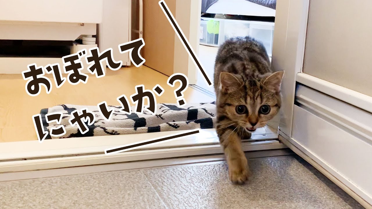 主が入浴中、心配して子猫が見に来てくれました #107【生後147日目 スコティッシュフォールド】