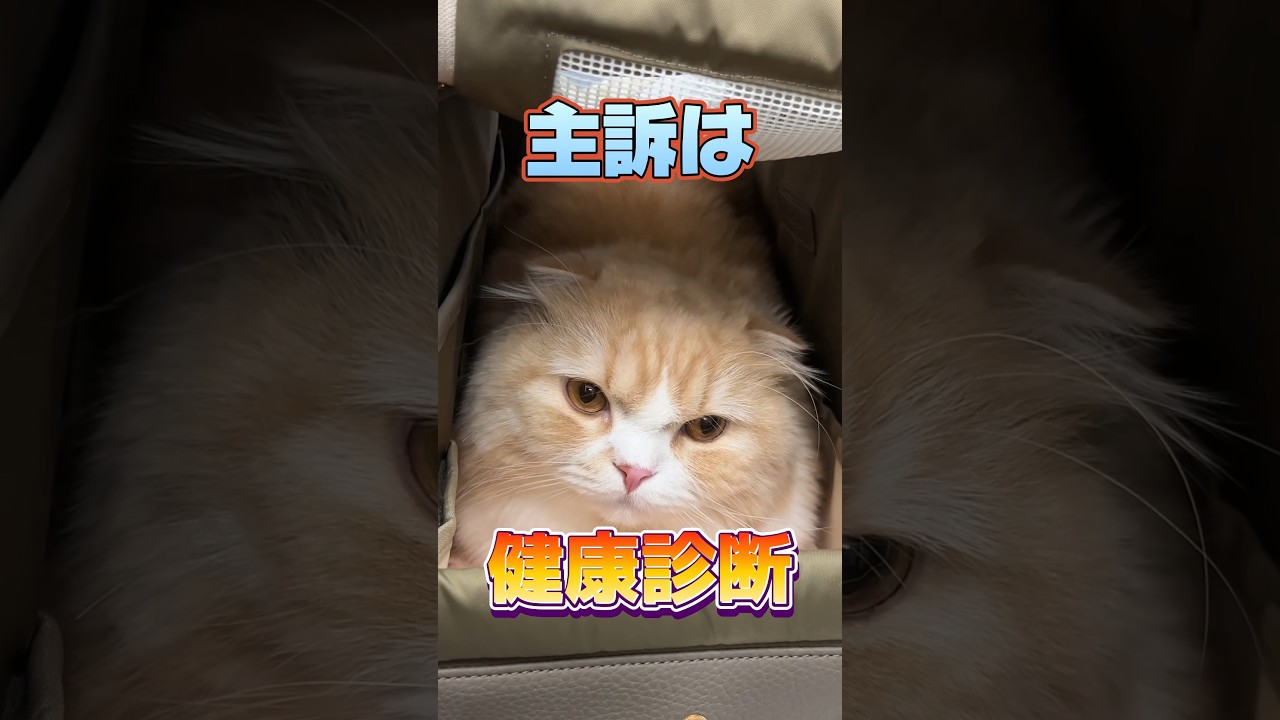 健康診断をしに4歳のスコティッシュフォールドが動物病院にやって来た！