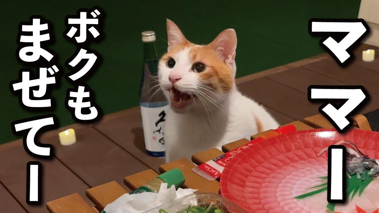 【甘えんぼ猫】激甘な猫と年越しするとこんな感じになります…