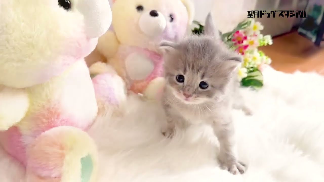 マンチカン子猫(長足)2023年12月7日生まれの女の子 紹介動画