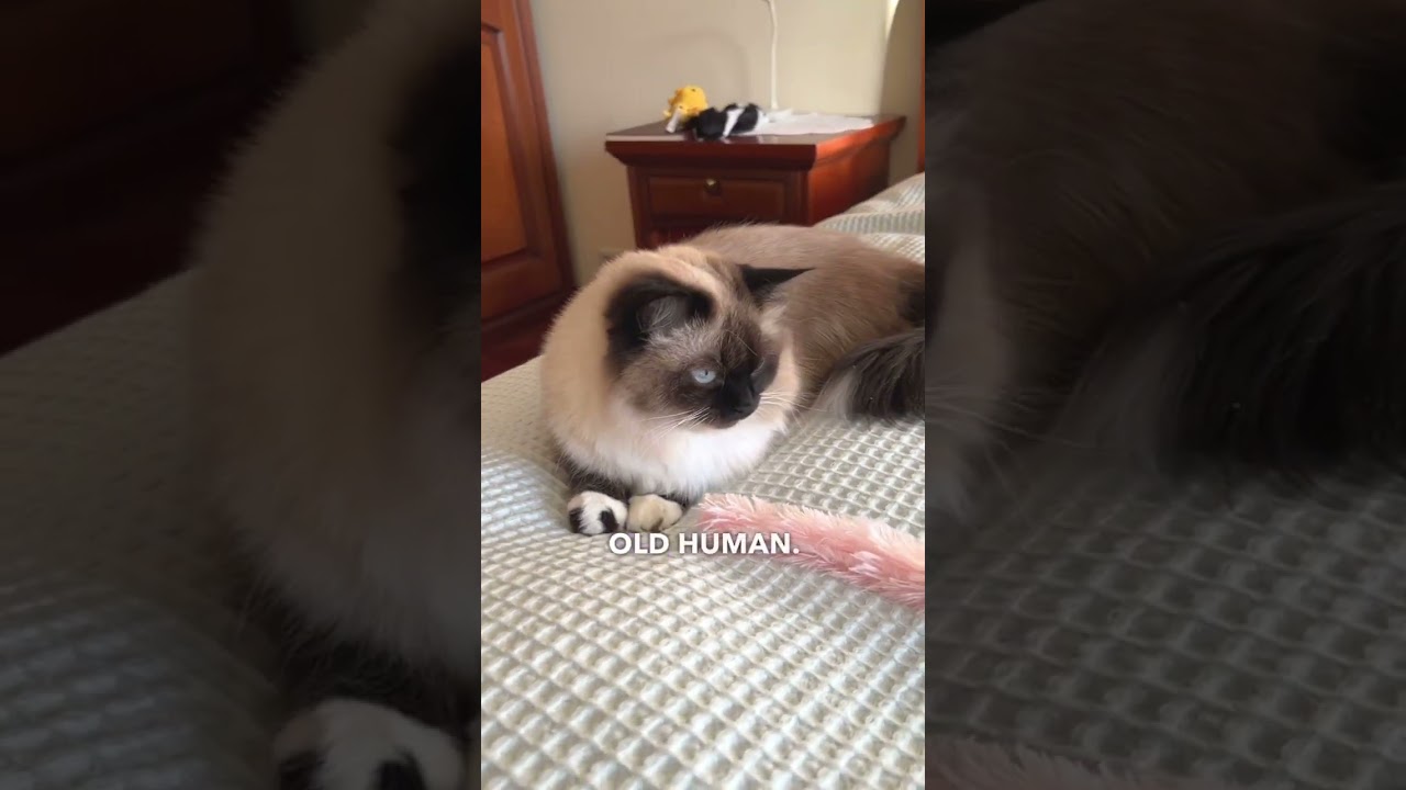 Cat years to human years