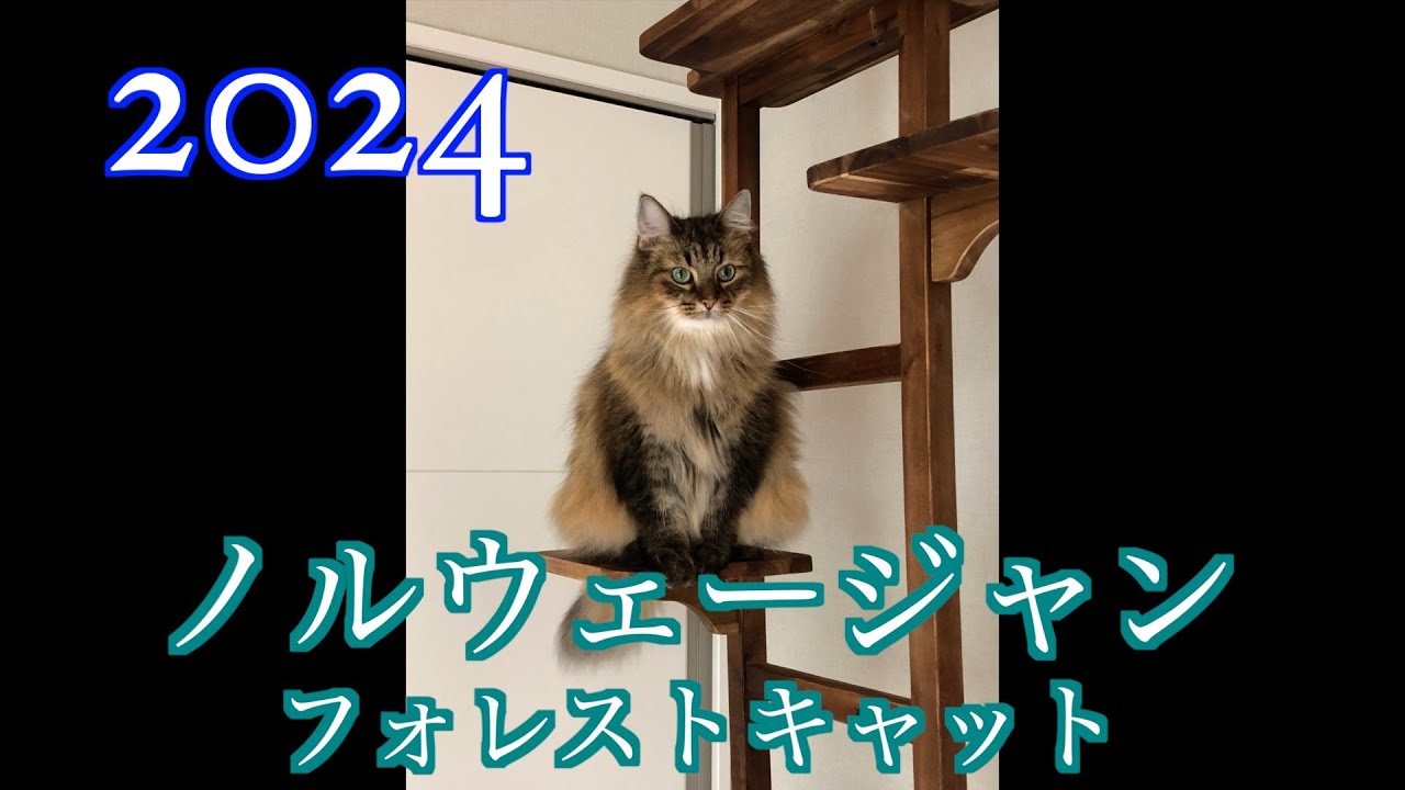 2024 ノルウェージャンフォレストキャット