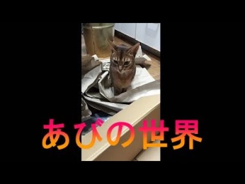 ネコ動画あび＃2821　あびの毎日　アビシニアン　あび