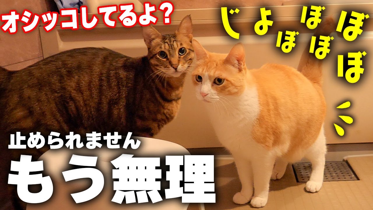 気に入らないことがあるとお風呂場でストレスを発散しようとする猫がいました。