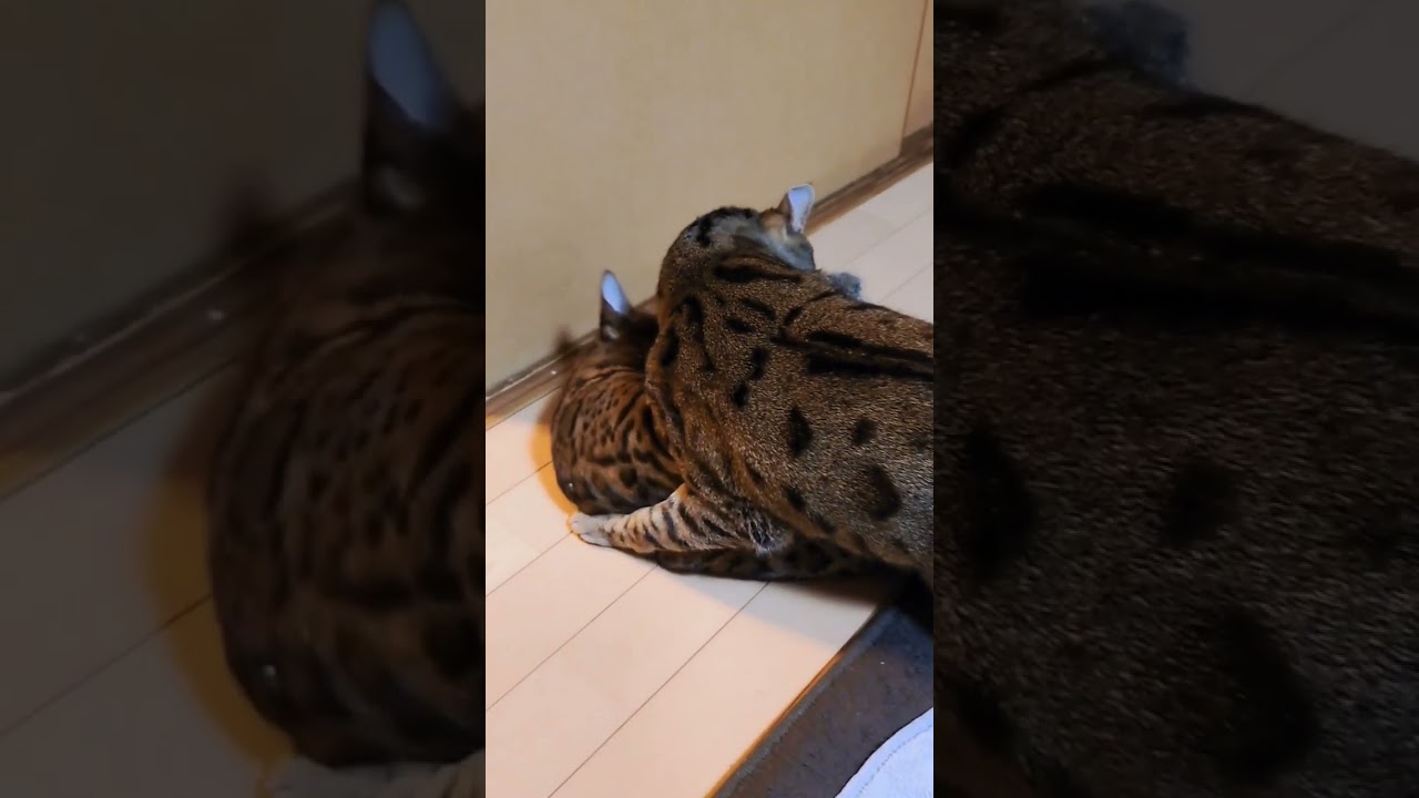 ベンガル猫　ベガとアル　 #cat #ベンガル #おすすめ #ねこ #喧嘩 ＃バトル