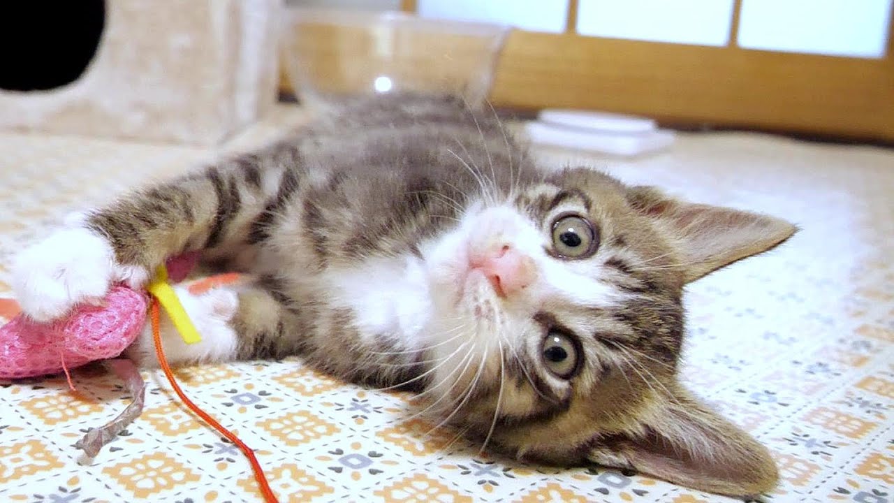 子猫が今日はおじさんを独り占めできて嬉しそうでした【赤ちゃん猫　保護猫】