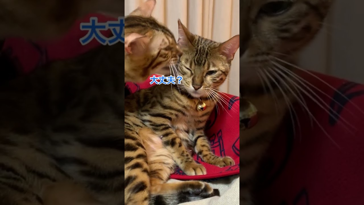 妊婦の嫁をささえる旦那猫 #shorts