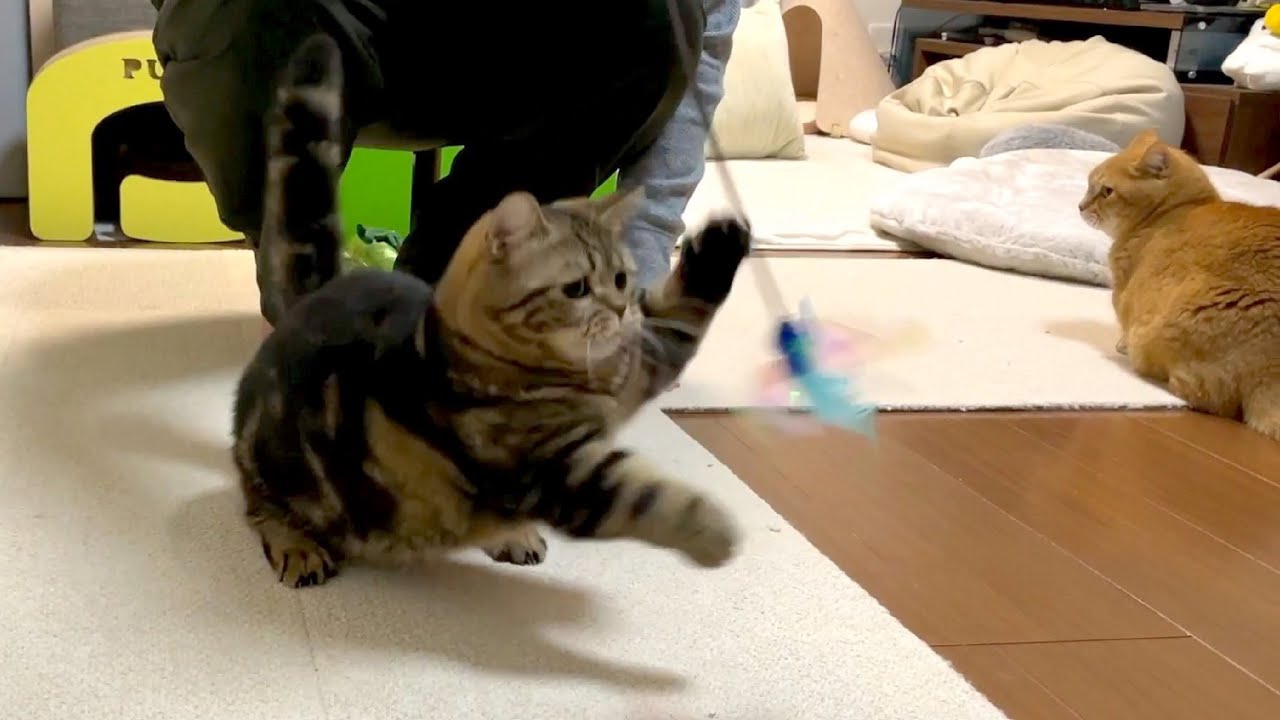 満足度の高低差が激しい猫たち【福袋の中身シリーズ１】