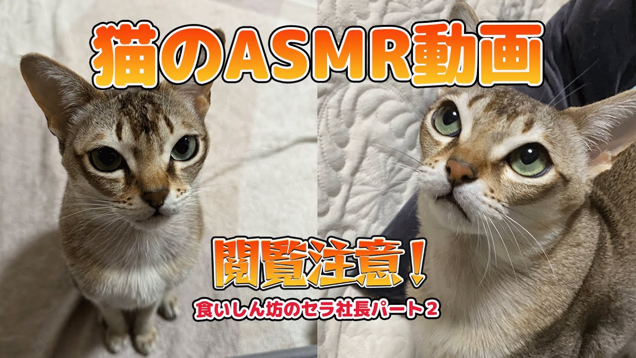 【シンガプーラ】猫のASMR動画！可愛くてごめん！食いしん坊セラ社長　Part２　＃ちゅーる #kitten #cat #pets #ねこ #animals