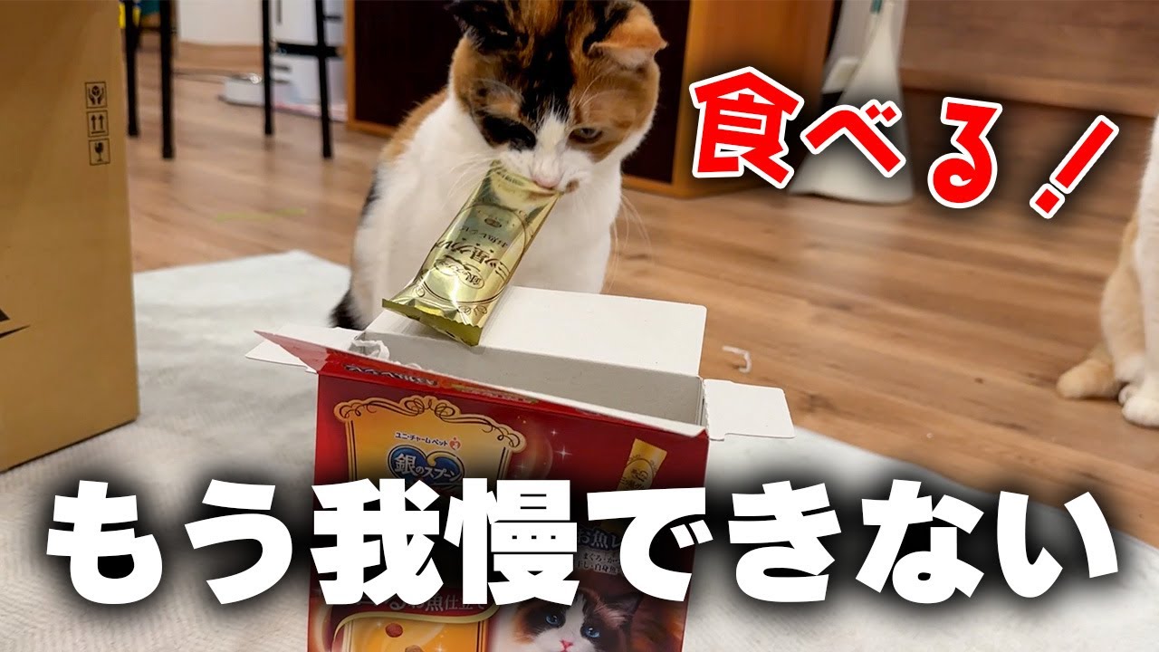 ごはんが待ちきれなくなっちゃった猫
