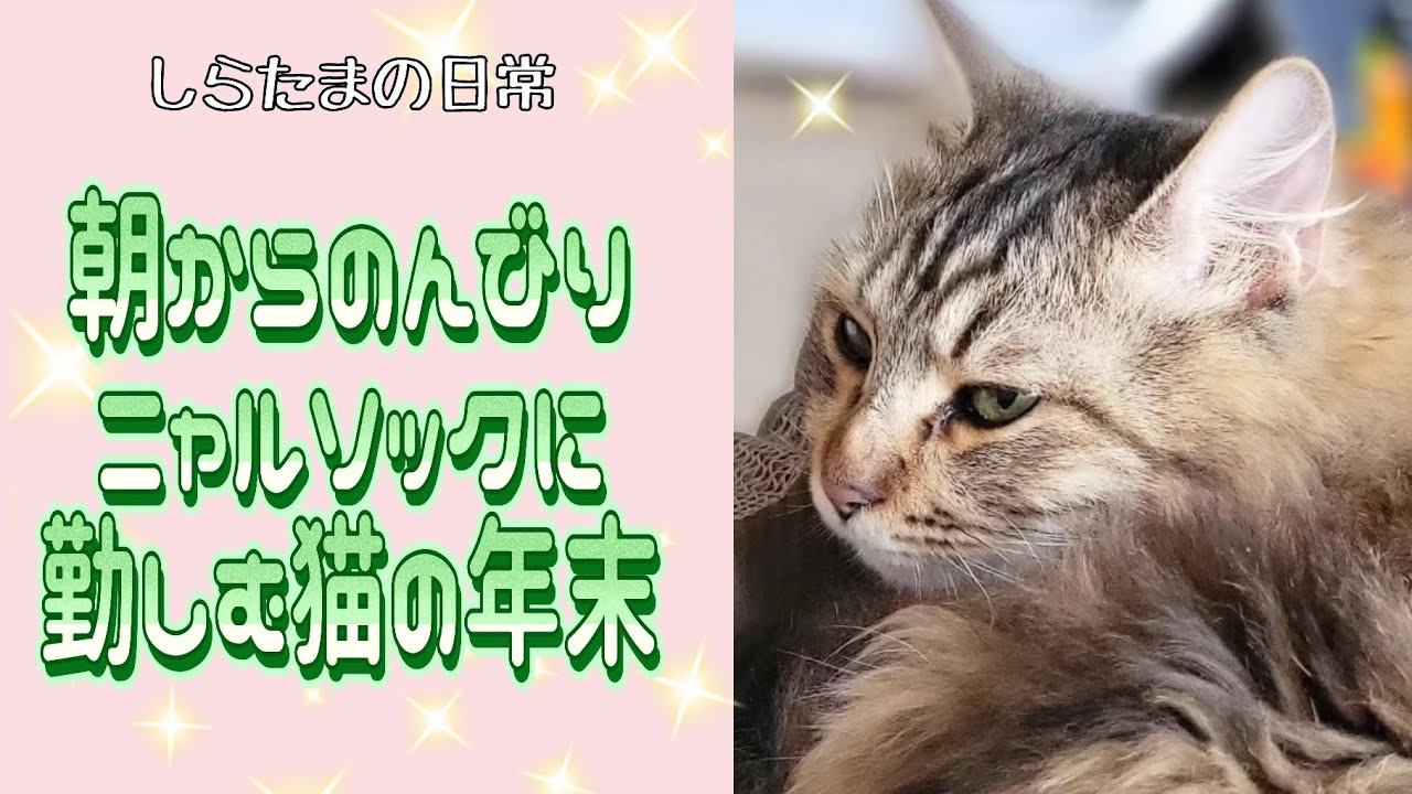 朝からのんびりニャルソック！年末をまったり勤しむ猫たち#ラガマフィン #猫動画 #多頭飼い