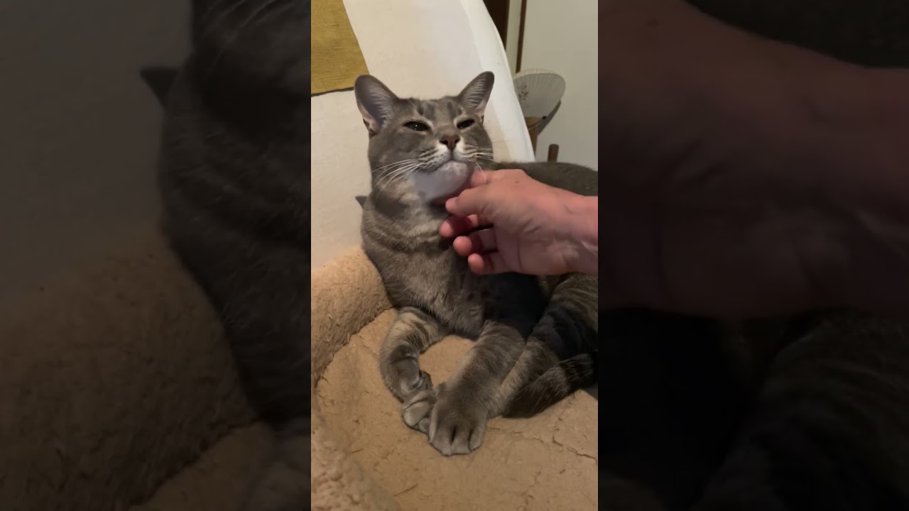 #風の猫　眠いねぇ..　と、言われて..　眠くない‼..　と、言いたくなり..　撫でられると眠くなり..　こんなことしてられない！..　と、起き上がる猫…　#shorts
