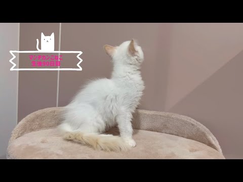 生後90日目のマンチカン子猫ちゃん