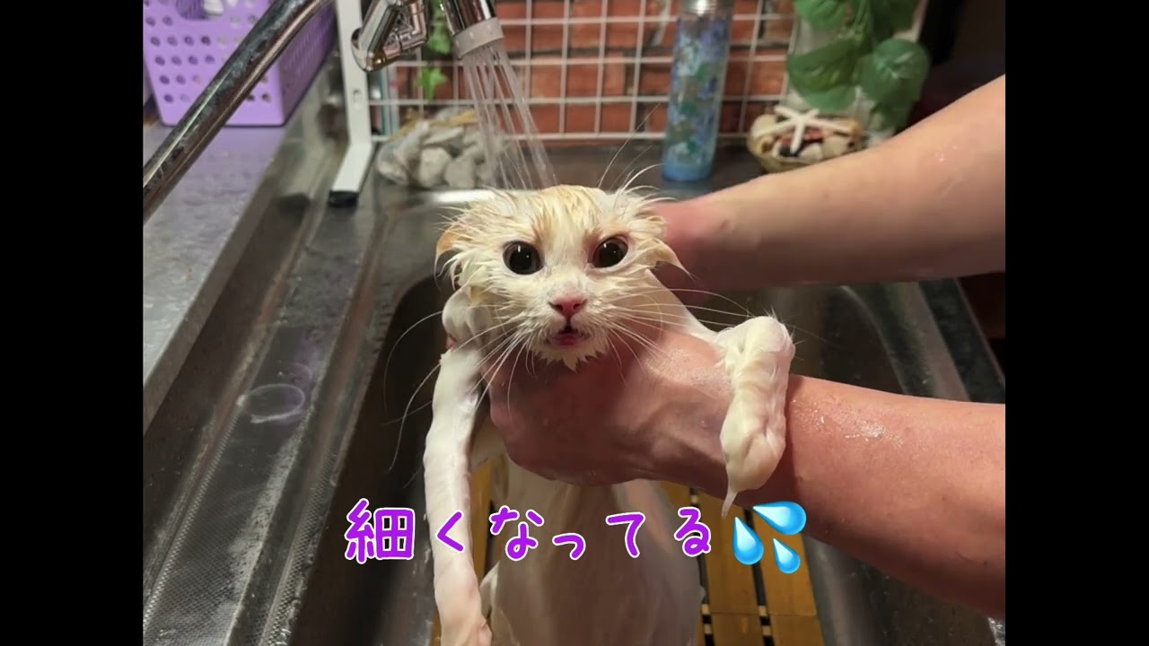 【ナナハチ’s ROOM】ラガマフィン☆天使🪽ちゃんのお風呂　神メソッド☆猫のお風呂