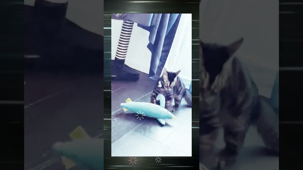 倍速でじゃれる子猫 #ベンガル #shorts