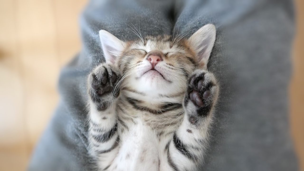 何されても起きない子猫【保護子猫】