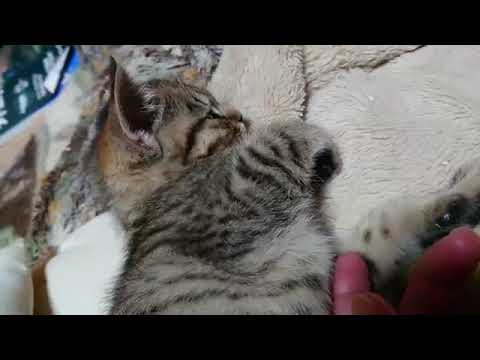 ねん猫さんが可愛い♡ 【字幕】