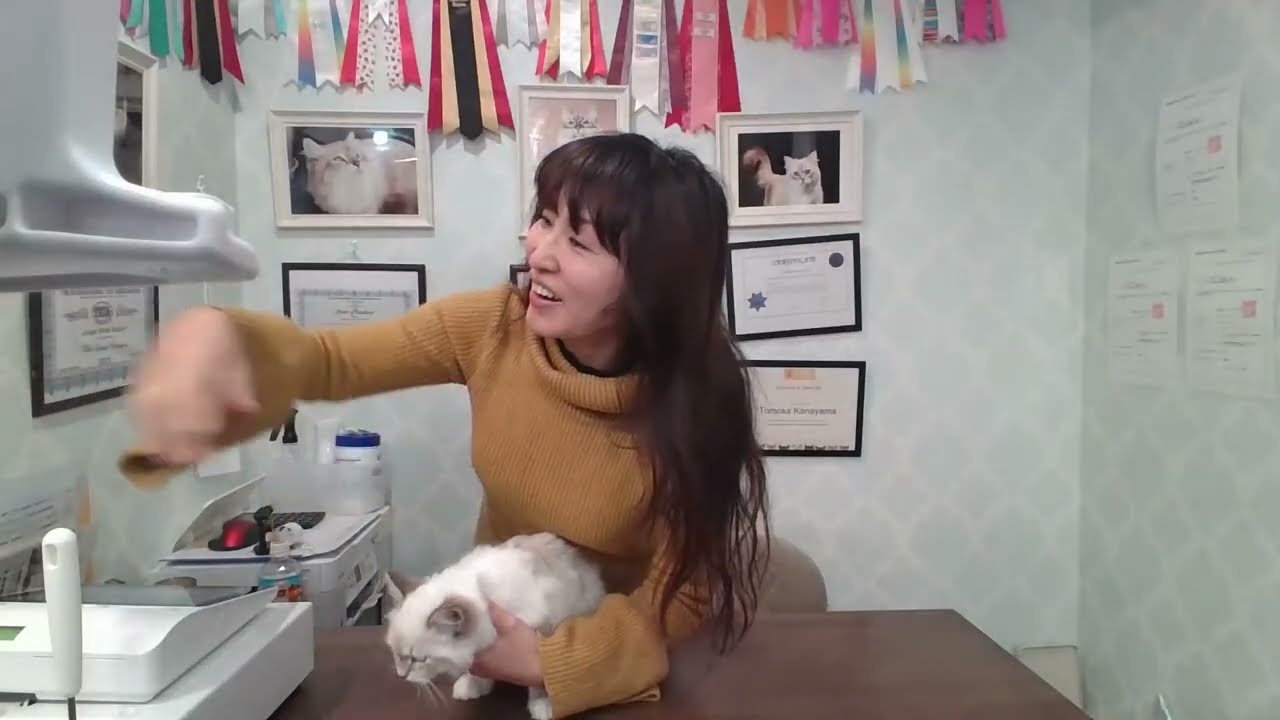 【　2024.1.3　サイベリアンの子猫ご紹介ライブ　in 吉祥寺のサイベリアン専門店ロイヤル・キャッツ】
