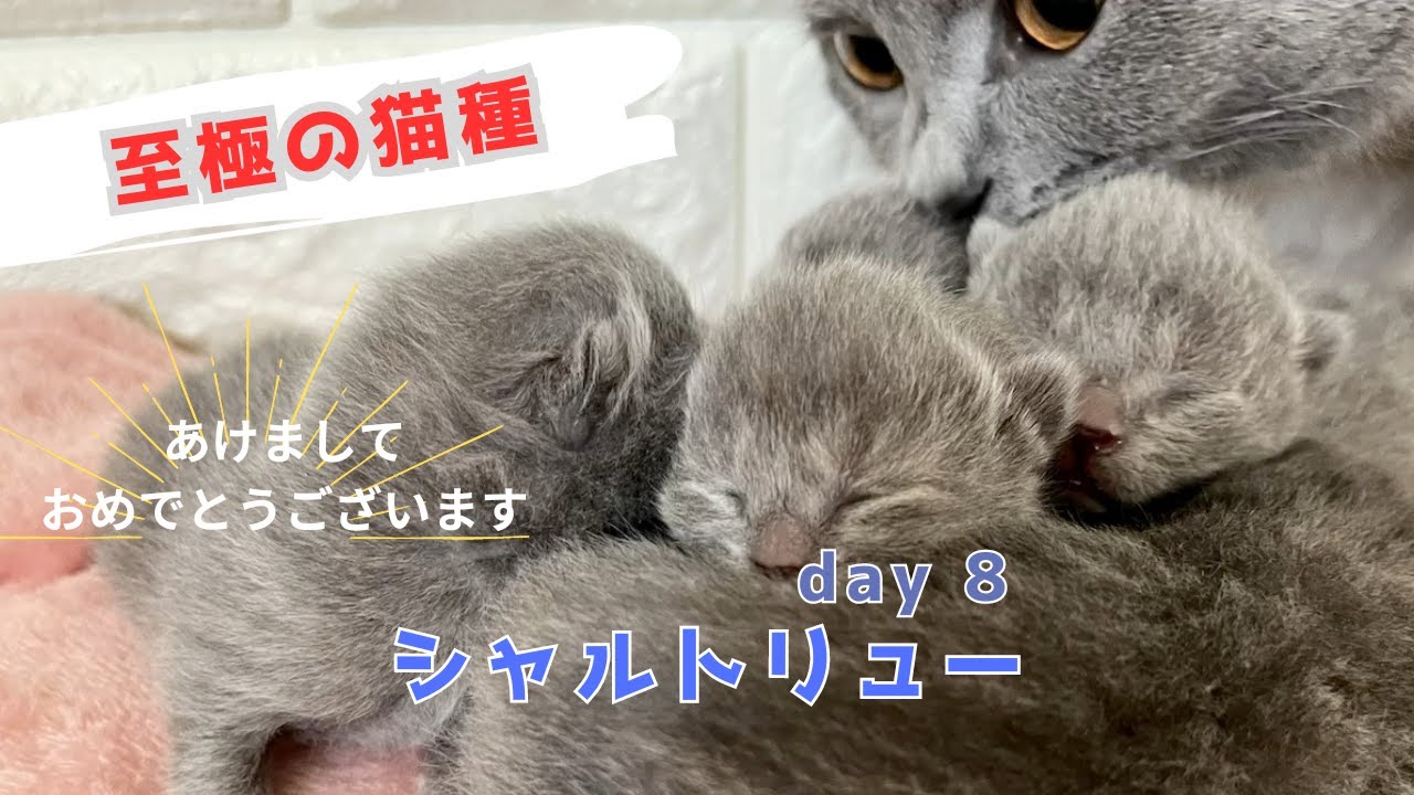 【シャルトリュー子猫】両親にこだわり、育て上げ方にもこだわりブリーデングを楽しんでいます
