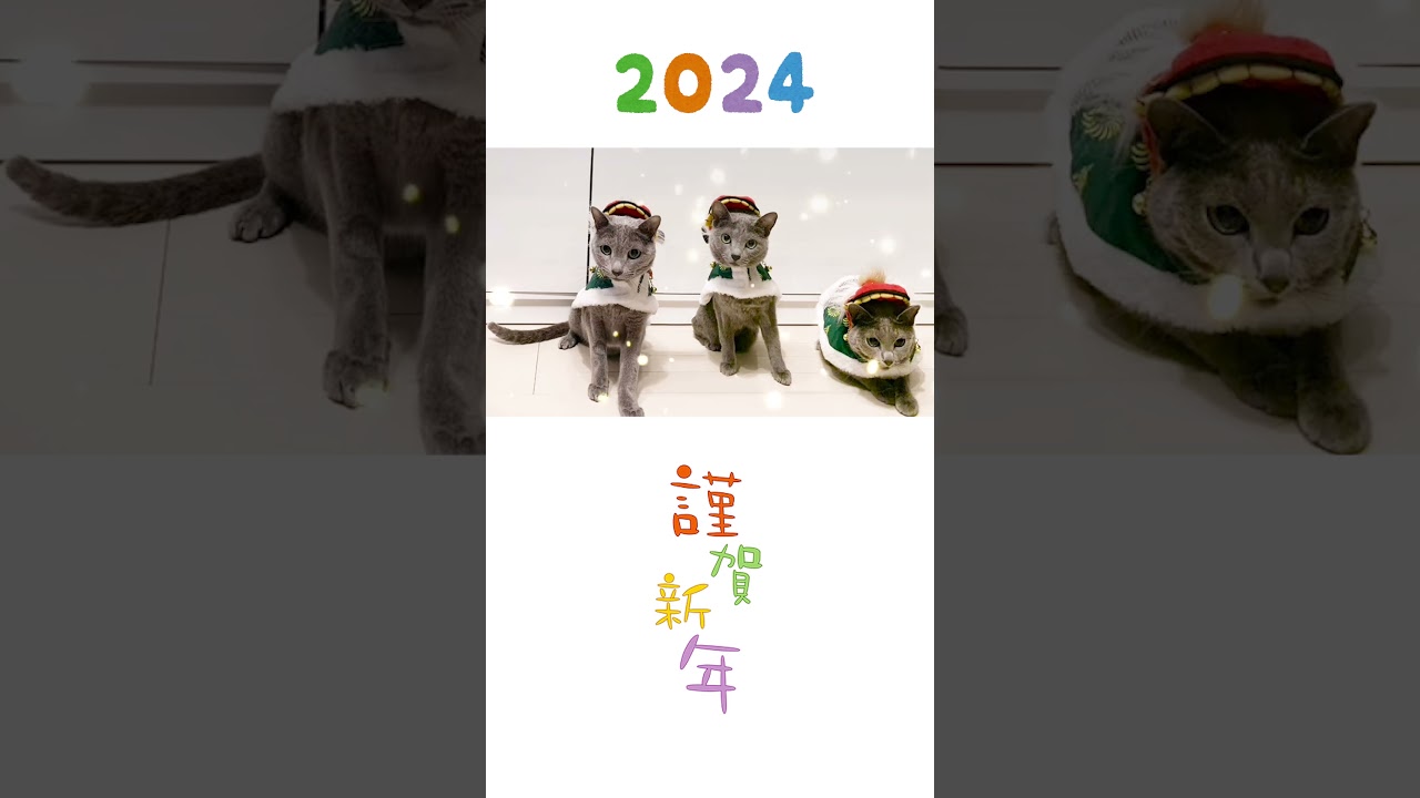 [3匹のロシアンブルー] 2024 HAPPY NEW YEAR  #shorts