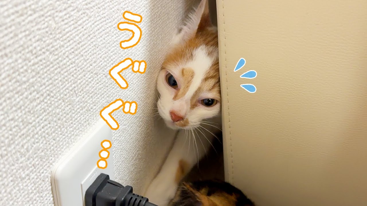 新年早々猫が挟まってたり高い場所に行ったり忙しいです！