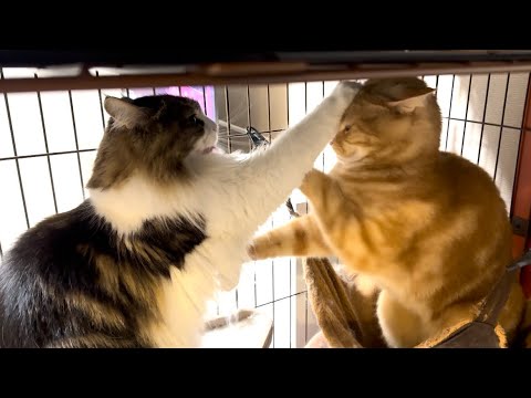 新年早々場所の取り合いで兄猫と妹猫が喧嘩をしてしまいました…