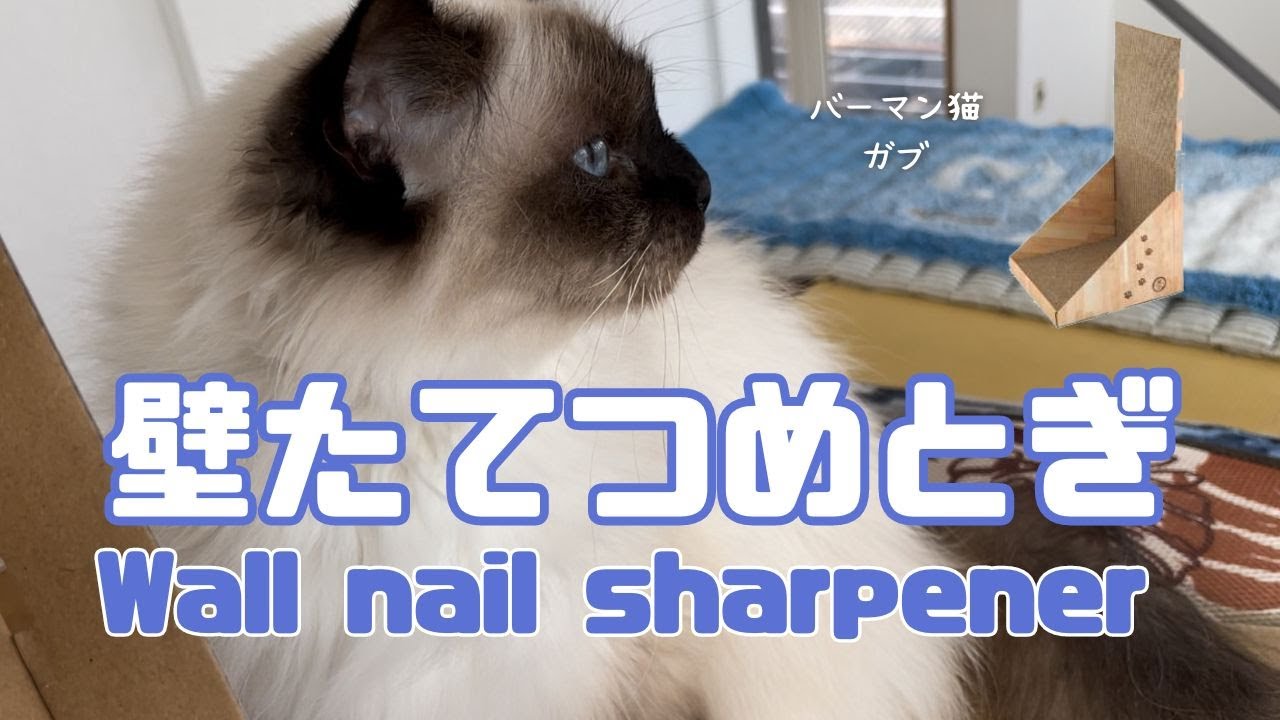 バーマン猫ガブとミカとラフとウリ【壁たてつめとぎ】Wall nail sharpener（バーマン猫）Birman/Cat
