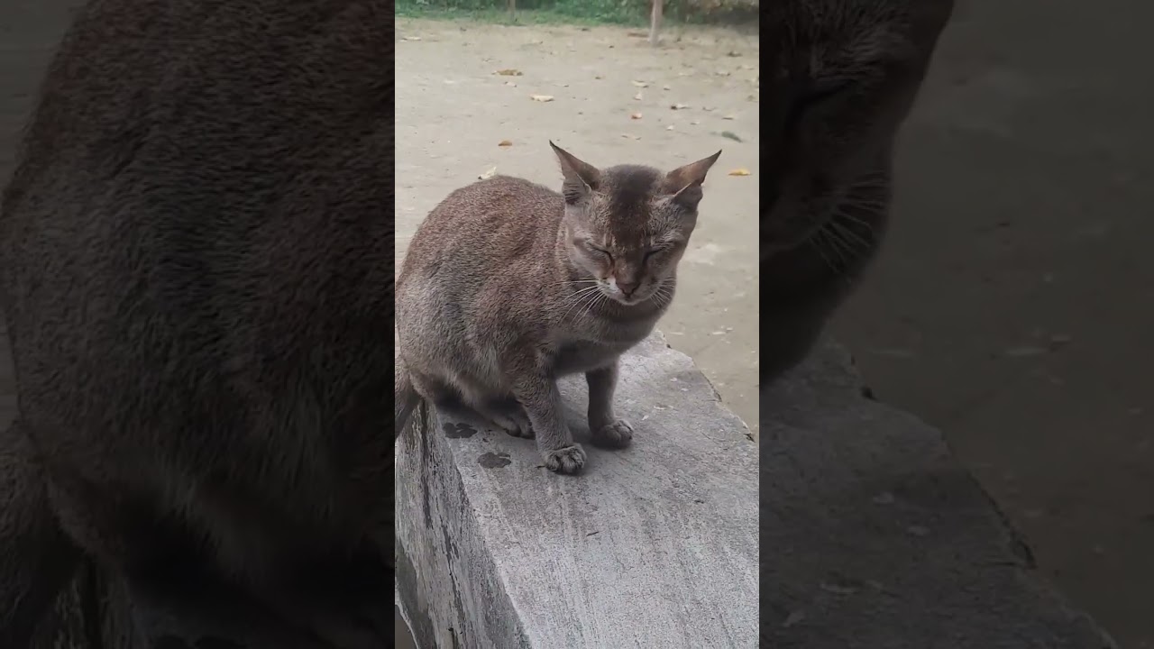 Aww So Cute Cat #cat #aww #cuteanimals #animals #cutecat #viral #shorts