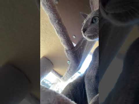 ロシアンブルー 甘えん坊で ひょうきんな男の子　ブルー（ショート）