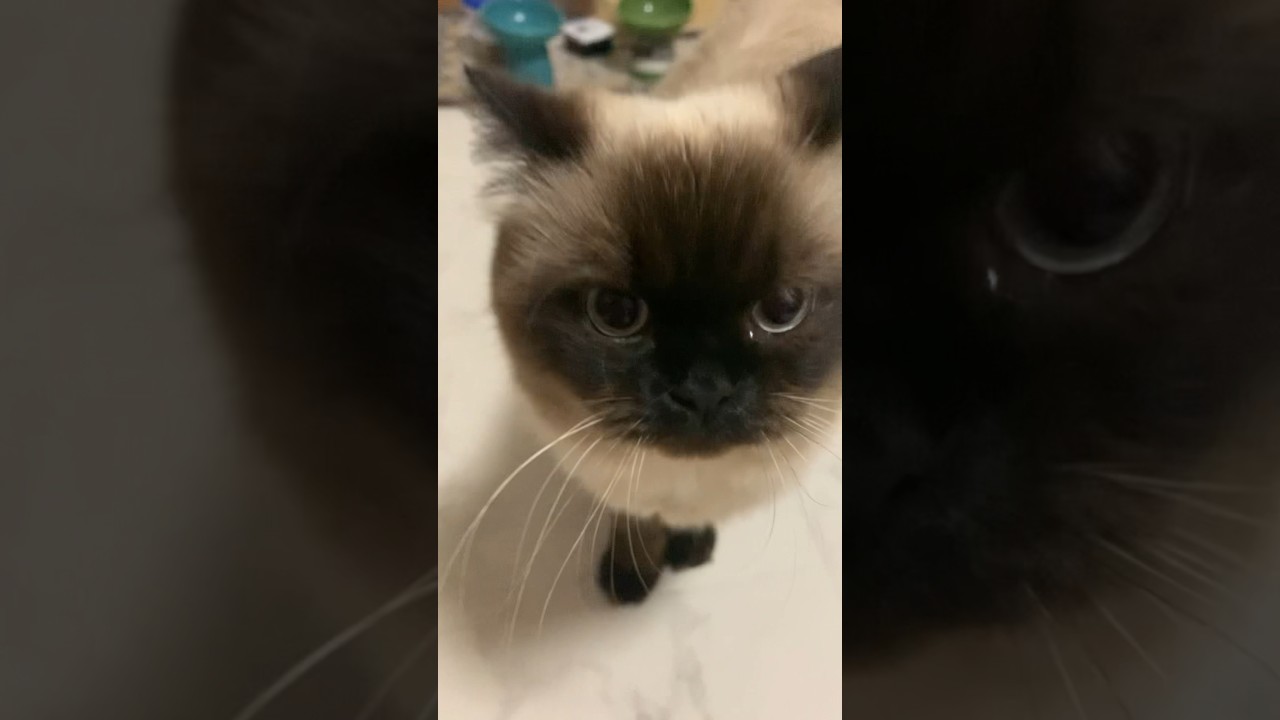 ぽてぽて歩くげんたくん#猫 #ヒマラヤン #猫のいる生活 #猫のいる暮らし #shorts