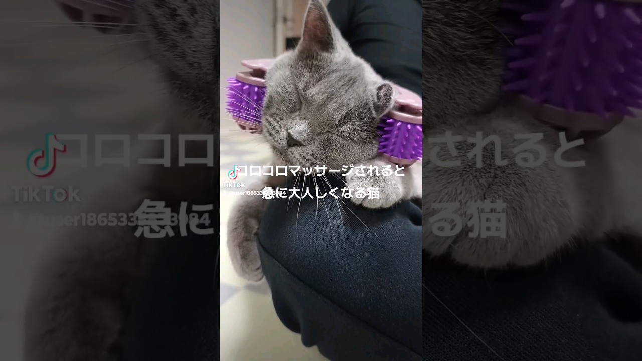 マッサージで体の力が抜ける猫のこてつ(A cat whose body loses its strength with a massage)