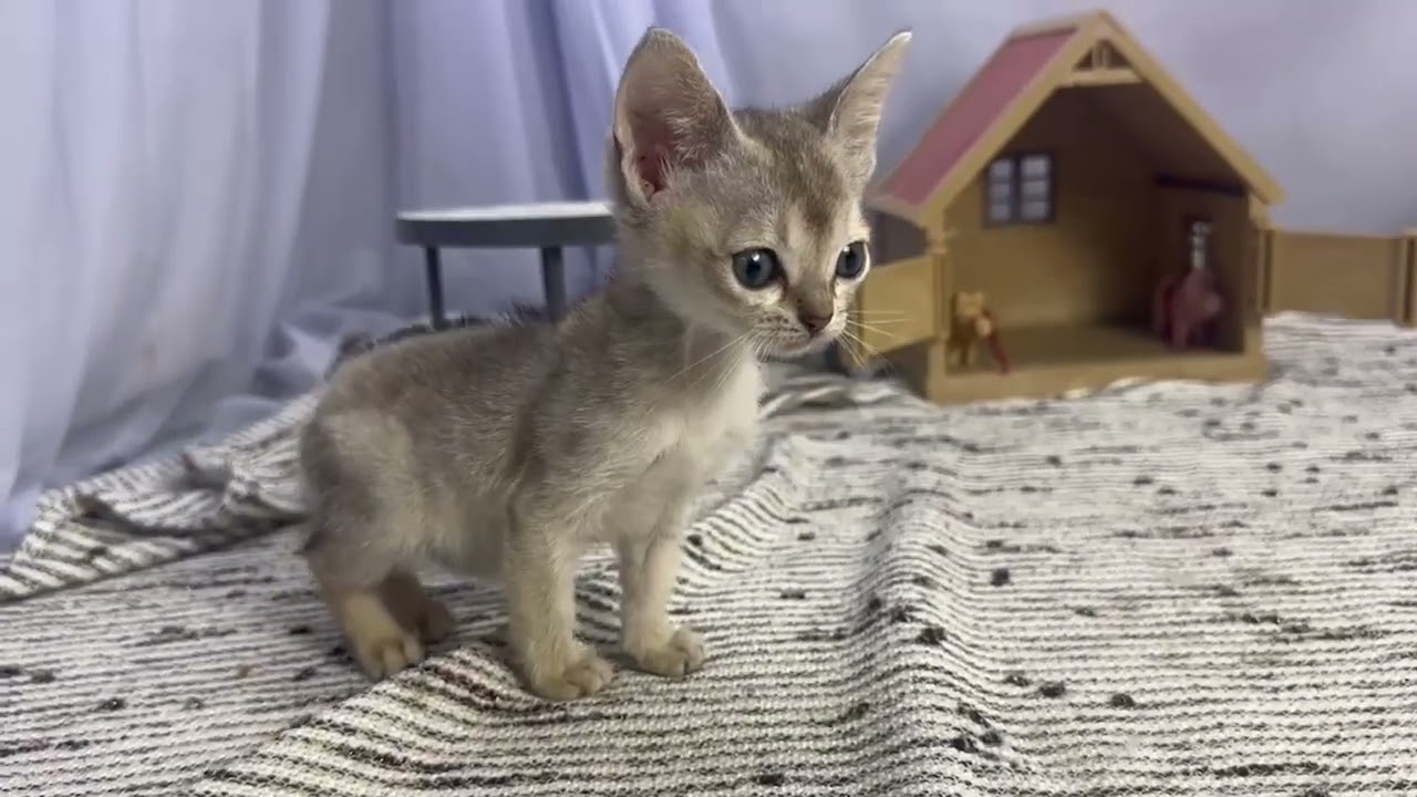 シンガプーラ 可愛い❤セピアアグーチカラーの女の子♪