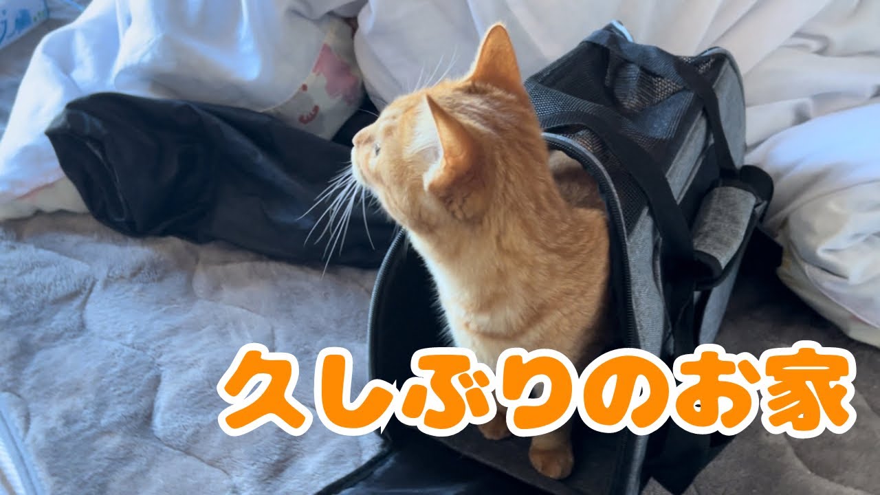 【保護猫】子猫が久しぶりにお家に帰ってきた結果…