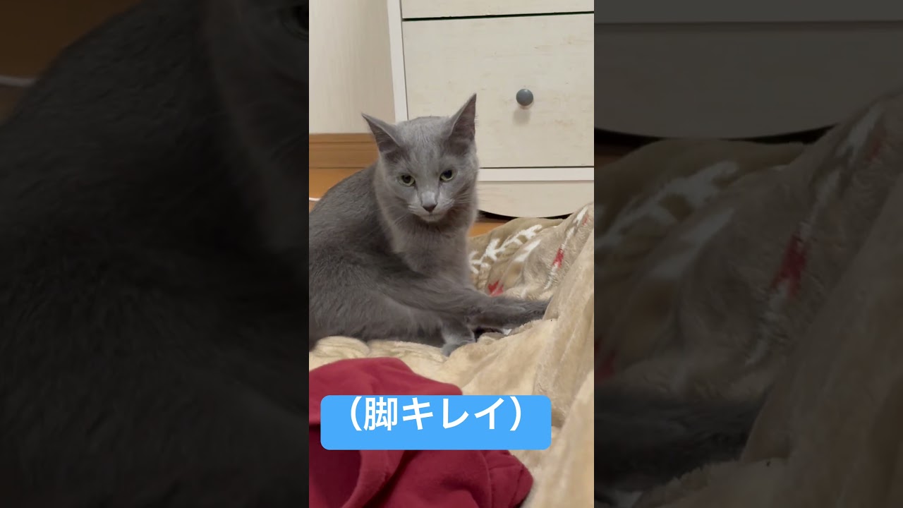 脚をキレイにペロペロする猫（ロシアンブルー）#shorts