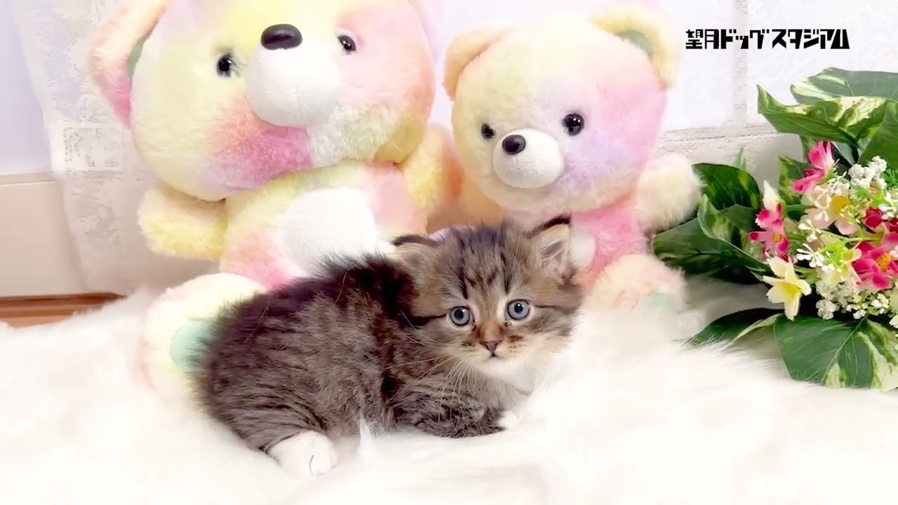 マンチカン子猫 (短足) 2023年12月7日生まれ女の子 紹介動画