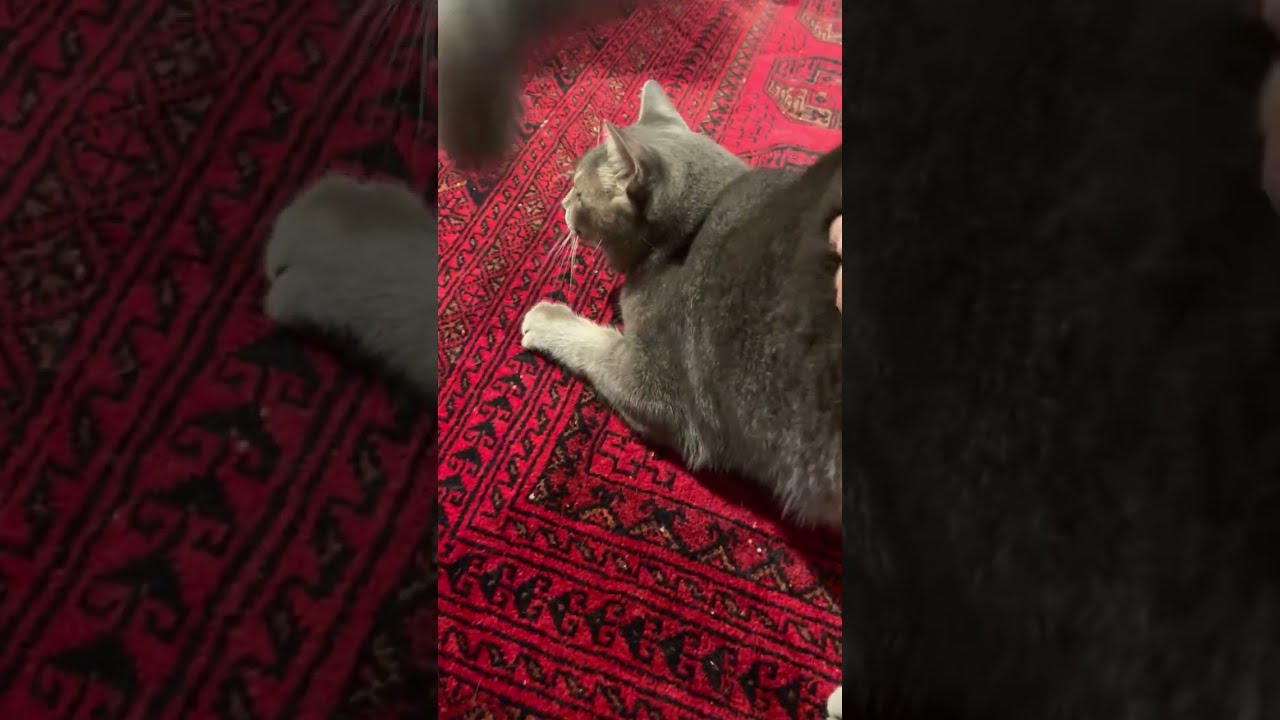 #風の猫　トイレに入り..　土間でおしりトントンしてゴロンして..　食べたい台に乗って..　まだ食べる！という猫...　#shorts