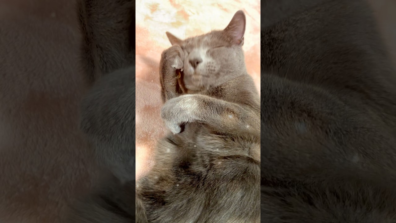 【ロシアンブルー】めろん、キュッと転がってます🤭【猫】#shorts