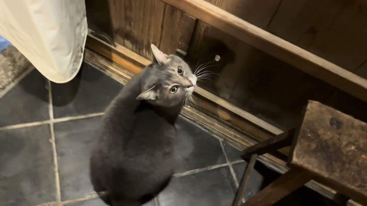 #風の猫　危なっかしい棚に乗って..　モノの間を通り抜け..　板戸の穴から外を覗き..　おばあちゃんが蔵に行くのがわかっていて一緒に出たい夜の猫・・・