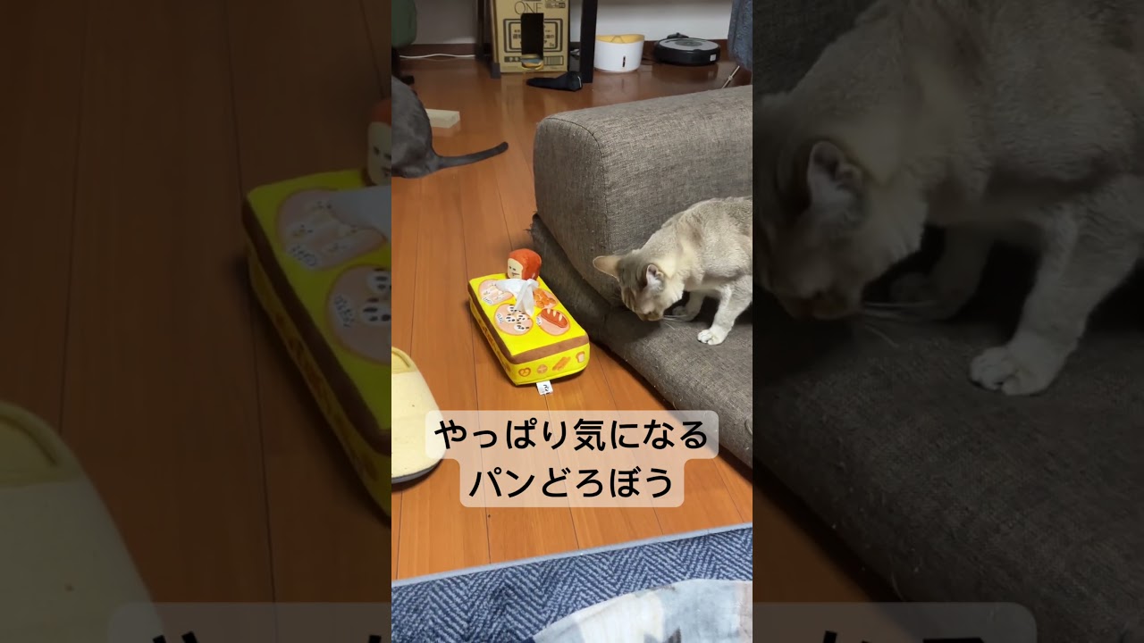やっぱりパンどろぼうティッシュケースが気になるシンガプーラ