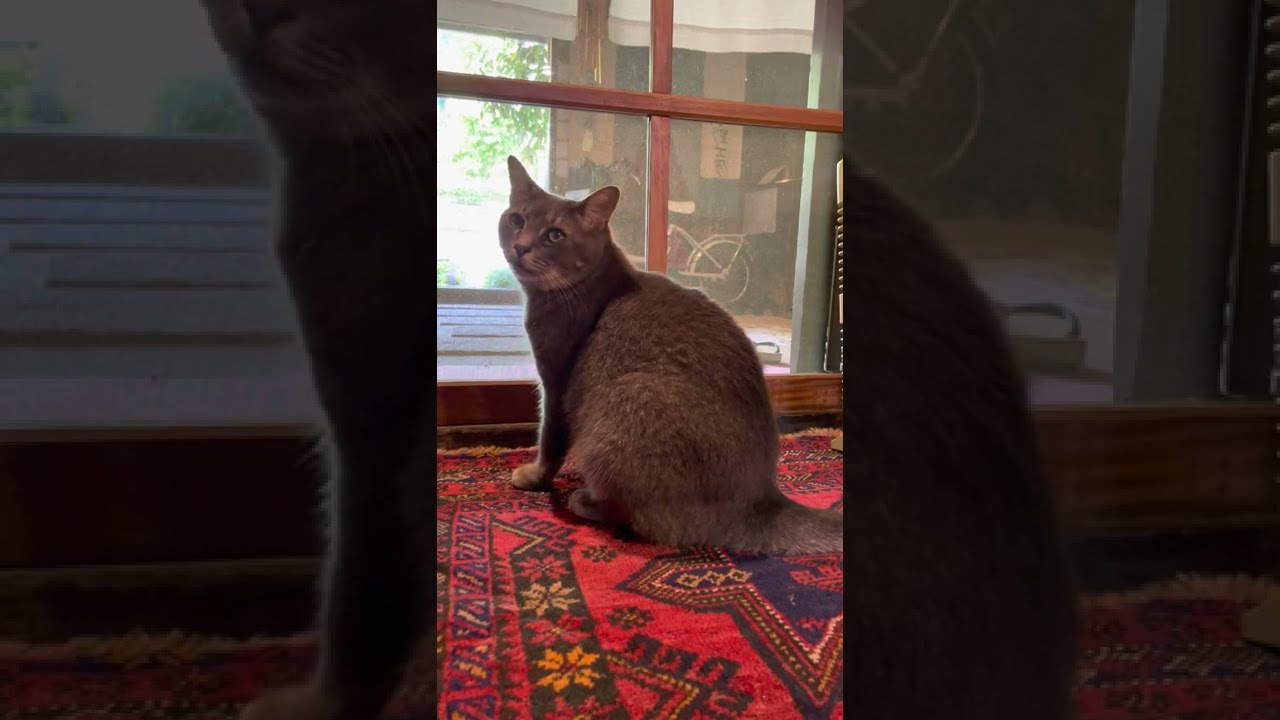 #風の猫　朝ごはん前..　網戸越しにツバメを見て..　なんだか寂しそうだけれど..　おばあちゃんにご飯にしようといわれる猫…　#shorts