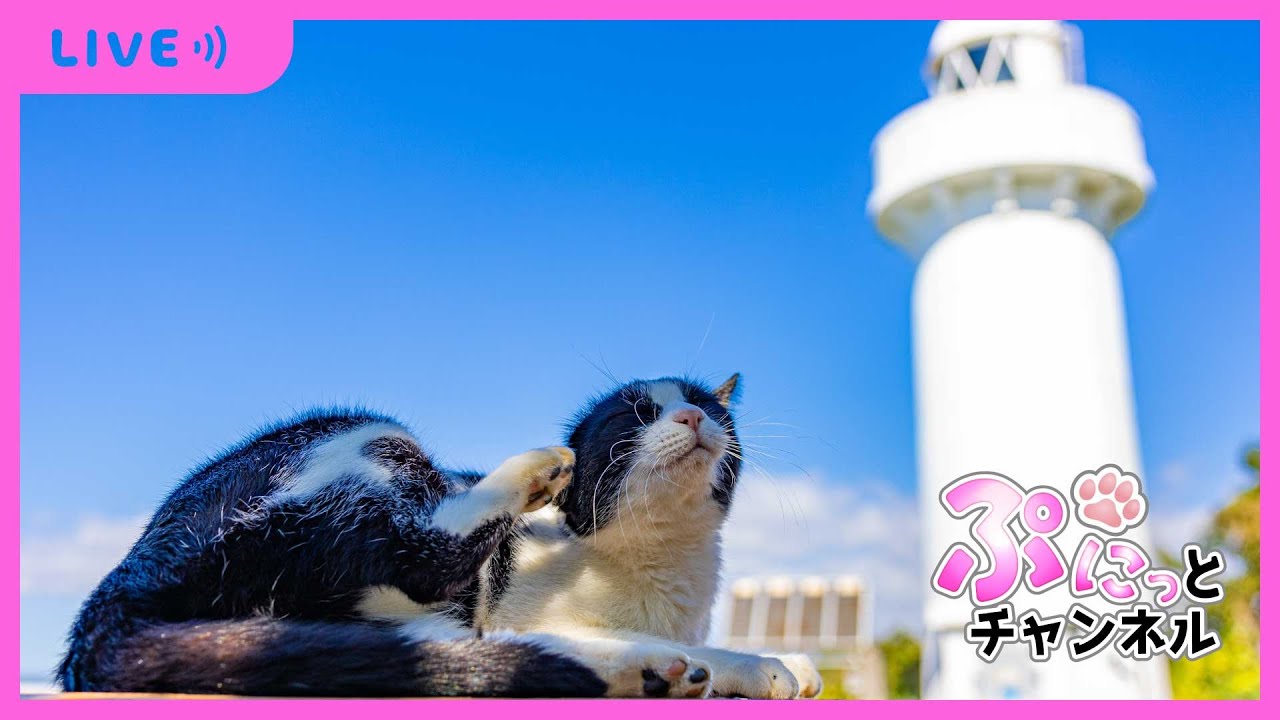 【 #ねこ 】そら＆りく＆ぴーち♪癒しのぷにっとライブ配信♪2024/1/5