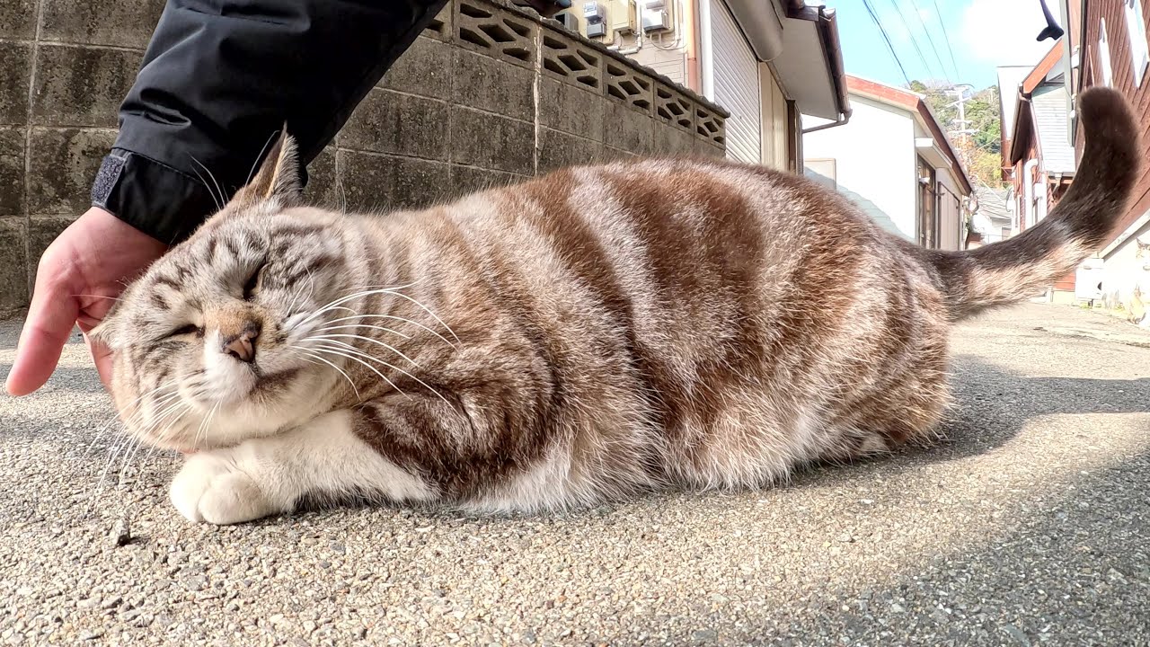 アメショー柄のシャム猫ちゃんがビビりながらも徐々に甘えてきた