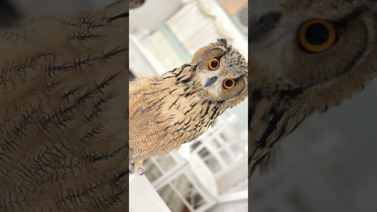 ／✅ #フクロウ 嘴・爪のメンテナンス🦉✨/＼#ベンガルワシミミズク #秋葉原  #鳥#owl #owlcafe