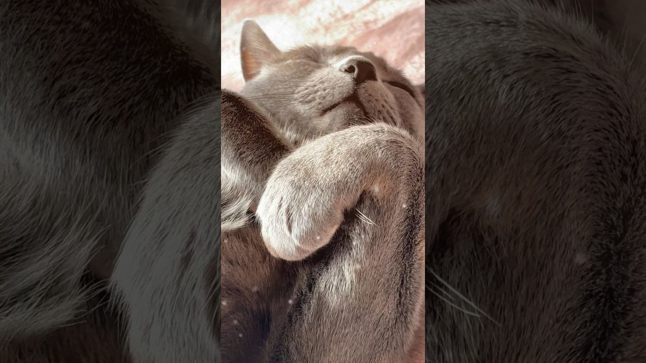 【ロシアンブルー】めろん、今日もまったり...穏やかです🥰【猫】#shorts