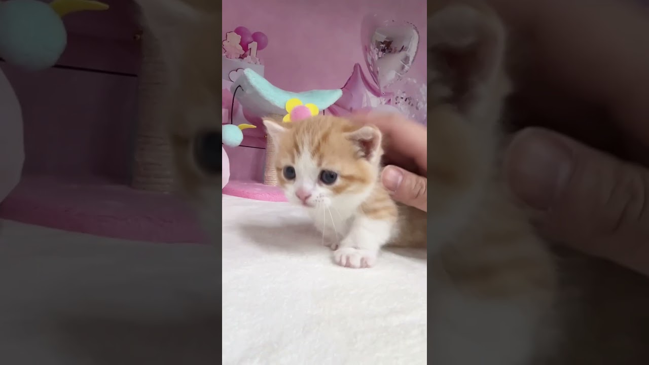 【マンチカン子猫】スーパー極短足の男の子 #かわいい子猫 #cat #kitten #子猫 #catbreed