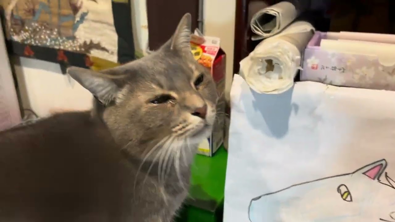 #風の猫　お正月以来..　久しぶりにおじいちゃんに挨拶して..　朝ごはんを食べ始める猫・・・